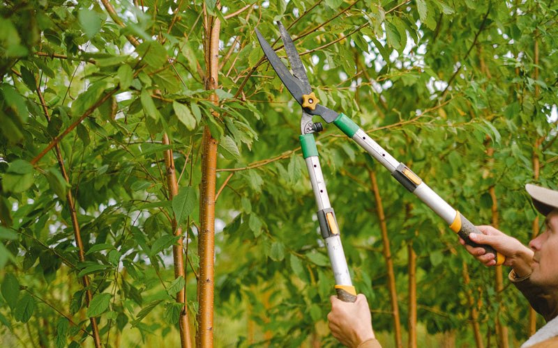 Tree trimming in Tununak, AK
